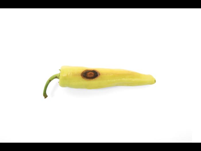 Piment - Anthracnose (Colletotrichum scovillei)_1