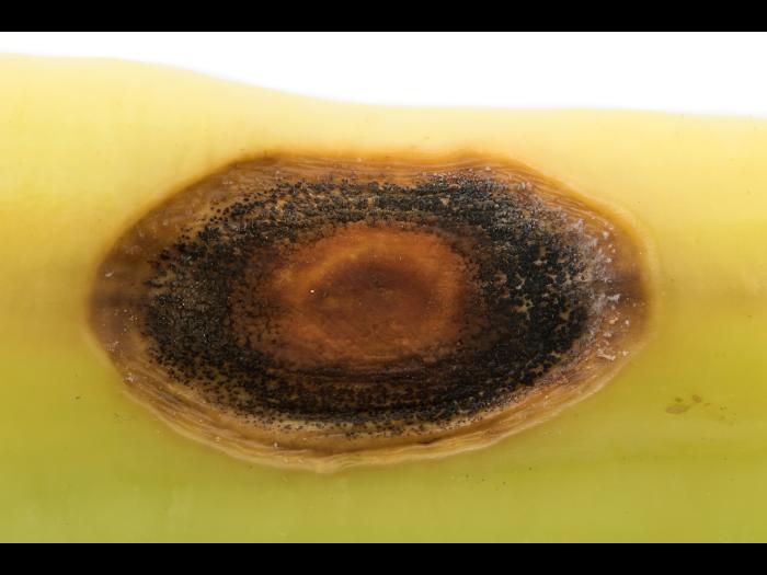 Piment - Anthracnose (Colletotrichum scovillei)_2