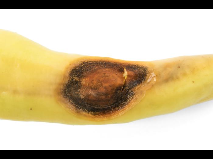 Piment - Anthracnose (Colletotrichum scovillei)_4