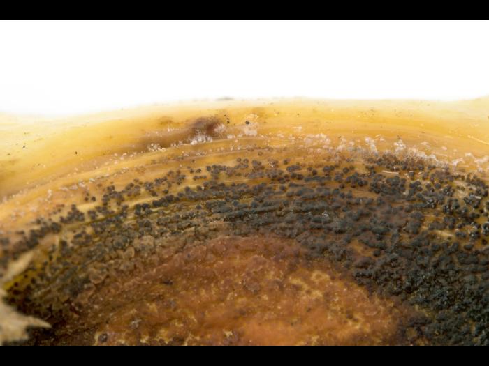 Piment - Anthracnose (Colletotrichum scovillei)_5