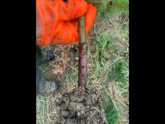 Sapins - Pourritures des racines (Phytophthora abietivora)_5