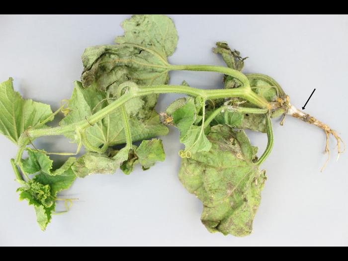 Concombre - Pourriture des racines et du collet (Phytophthora capsici)