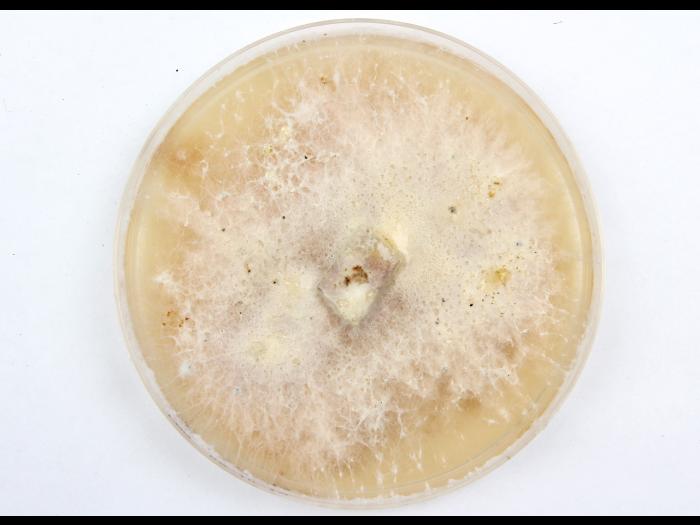 Fusarium solani_milieu de culture