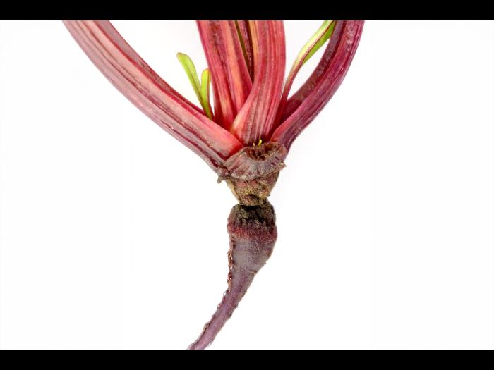 Betterave - Chancre de chaleur_1