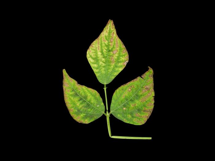 Haricot - Carence en potassium_2