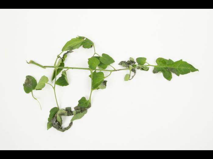 Tomate - Mildiou (Phytophthora infestans)