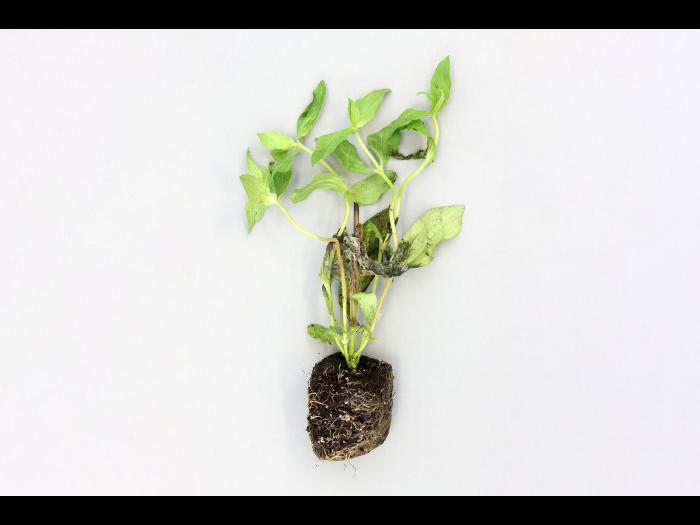 Zinnias - Moisissure grise (Botrytis cinerea)