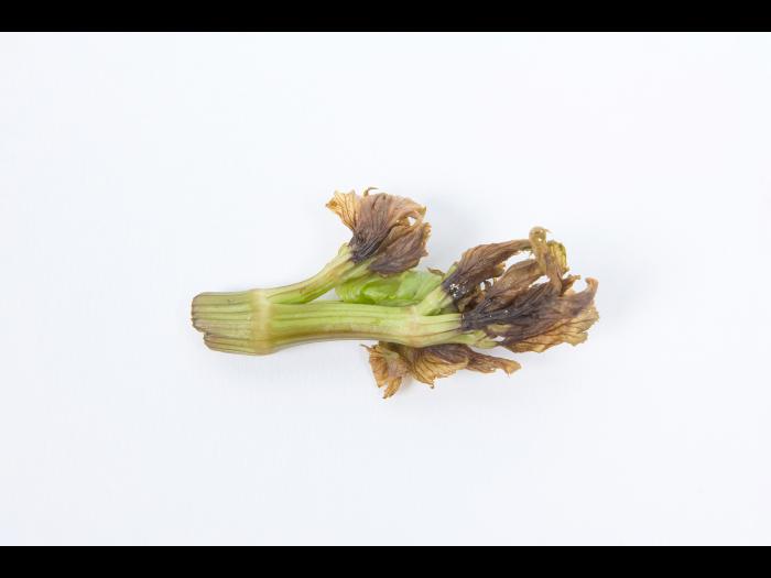 Céleri - Coeur noir (Carence en Ca)