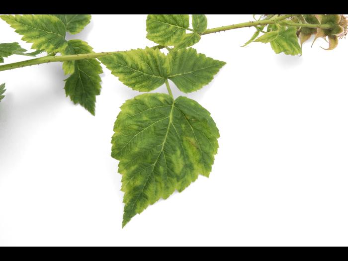 Framboise - Virus de la tache annulaire de la tomate (ToRSV)