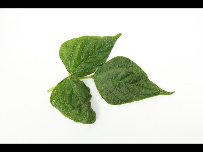 Haricot - Virus de la mosaïque du soja (SMV)_3