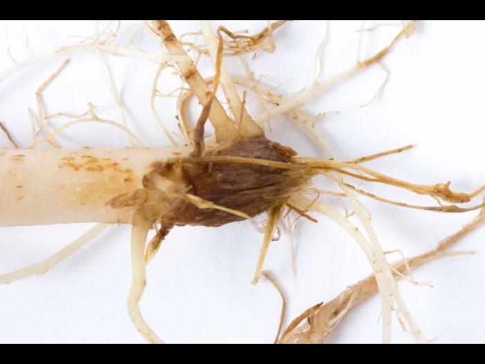 Pomme de terre - Fusariose vasculaire (Fusarium oxysporum)