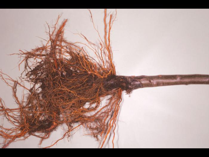 Pomme - Pourriture des racines et du collet (Phytophthora cactorum)