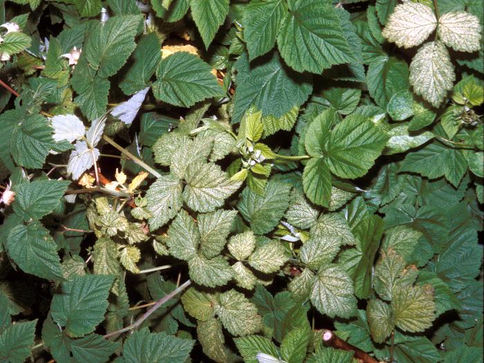 Tétranyque de McDaniel (Tetranychus mcdanieli)