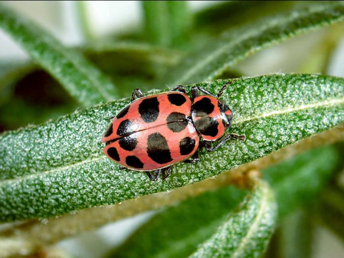 Coccinelle maculée (Coleomegilla maculata)
