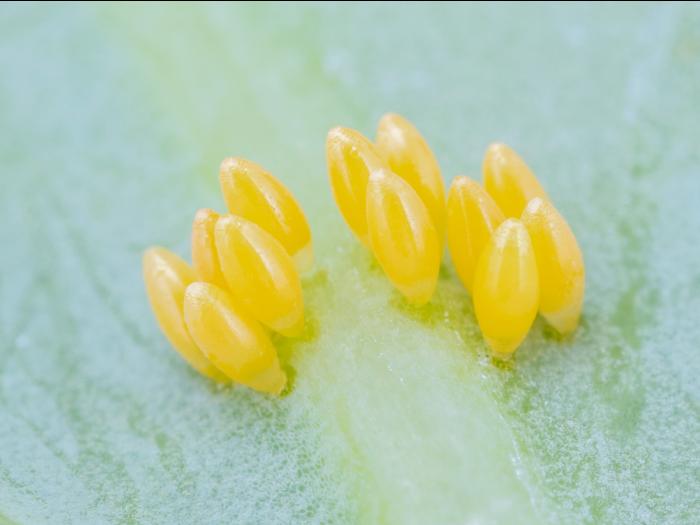 Coccinelle asiatique (Harmonia axyridis)