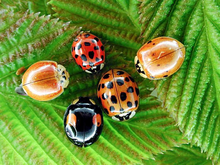 Coccinelle asiatique (Harmonia axyridis)