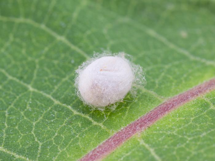 Chrysope verte (Chrysoperla carnea)