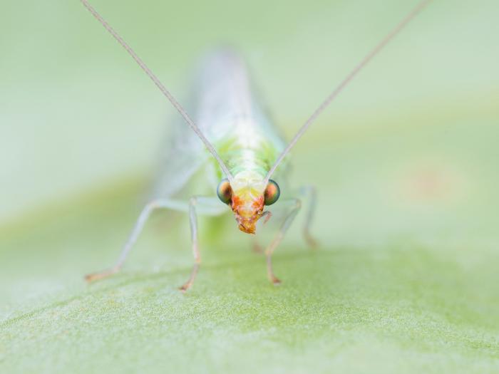 Chrysope verte (Chrysoperla carnea)