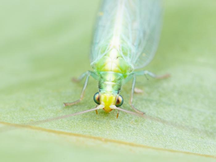 Chrysope verte (Chrysoperla carnea)