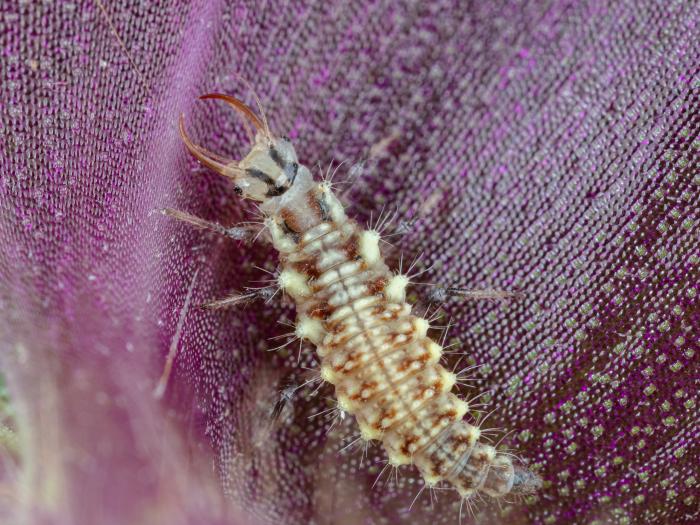 Chrysope verte (Chrysoperla carnea)