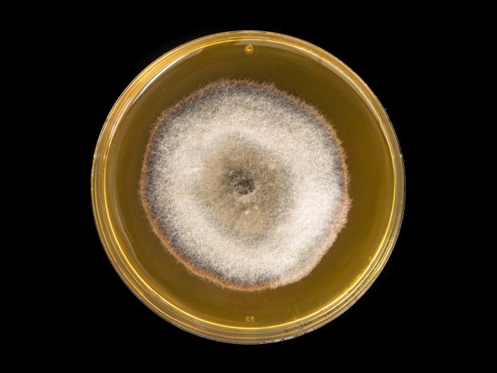 Alternaria_solani_12