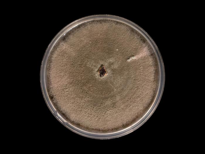 colletotrichum_acutatum_9