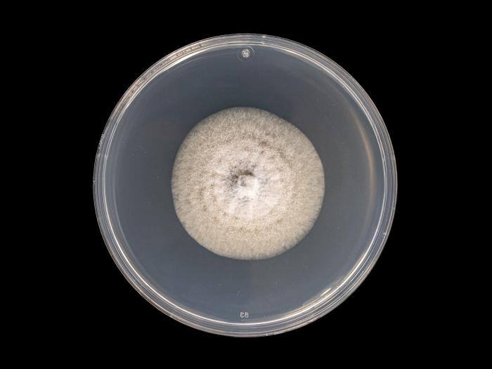 colletotrichum_coccodes_10