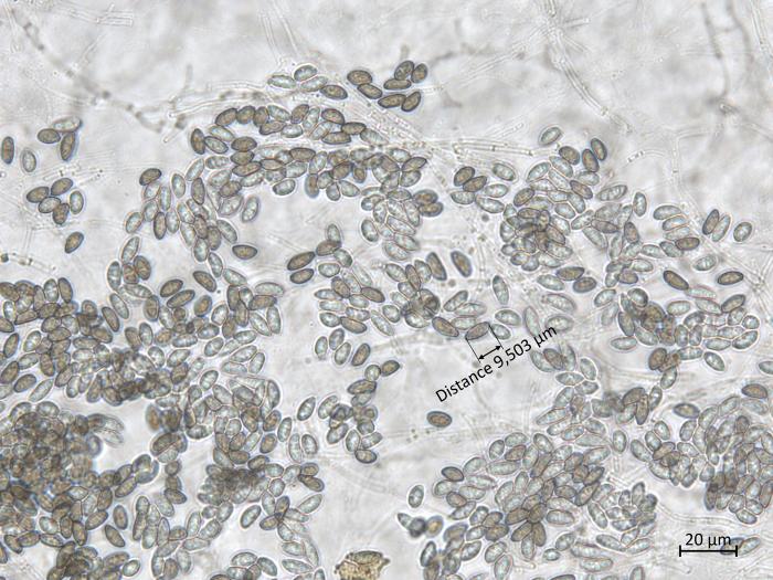 Coniella_diplodiella_2