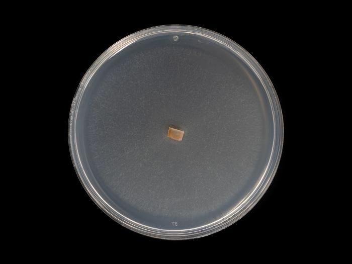 Dactylonectria_torresensis_10