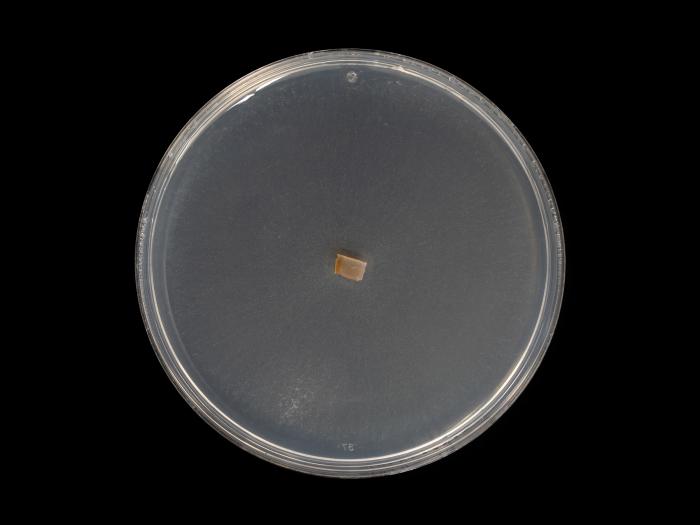 Dactylonectria_torresensis_11