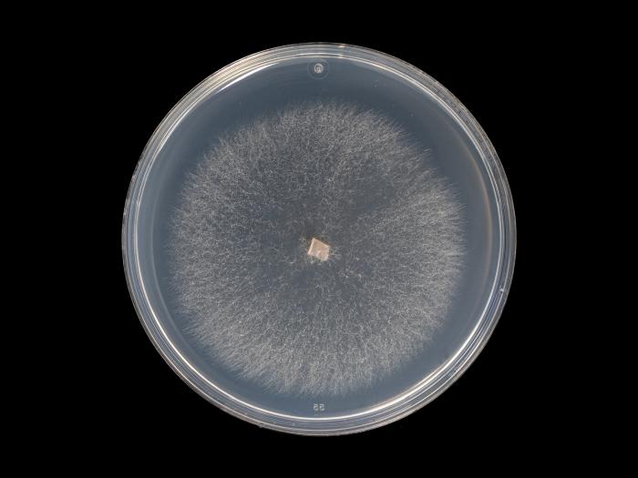 Fusarium_oxysporum_14