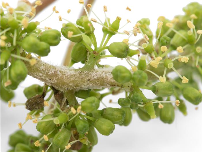 Vigne (raisin) - Mildiou (Plasmopara viticola)_5