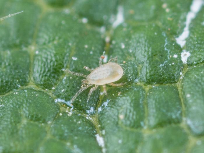 Typhlodromips swirskii