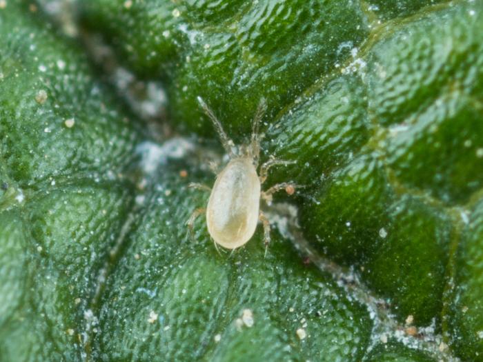 Typhlodromips swirskii