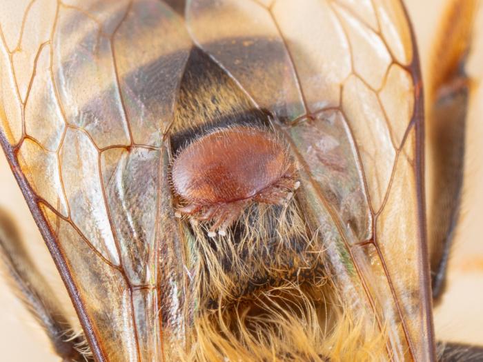 Varroa (Varroa destructor)