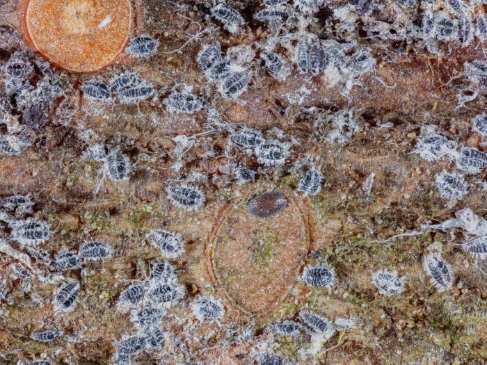 Puceron lanigère du sapin (Adelges piceae)