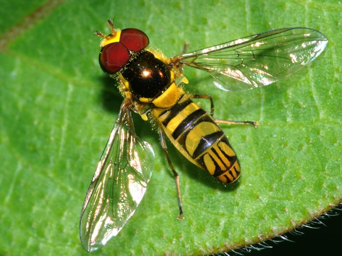 Allograpta obliqua