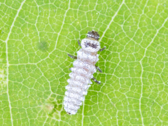 Cryptolaemus montrouzieri