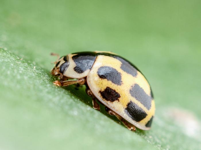 Coccinelle à quatorze points (Propylea quatuordecimpunctata)
