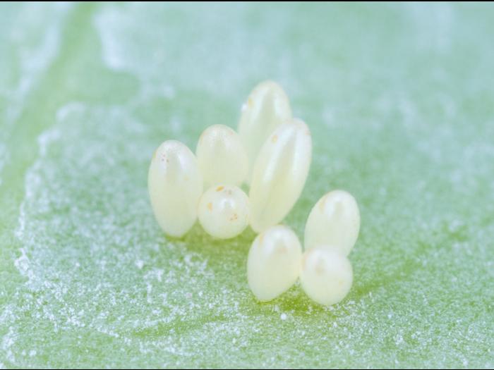 Coccinelle à quatorze points (Propylea quatuordecimpunctata)
