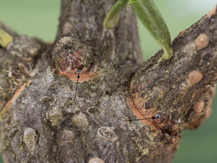 Puceron lanigère du sapin (Adelges piceae)
