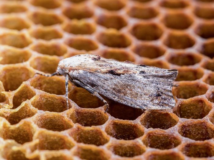 Fausse-teigne de la cire (Galleria mellonella)
