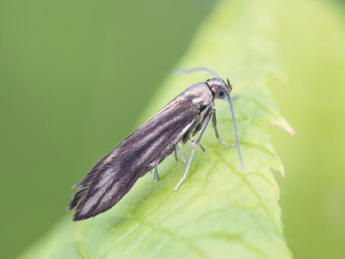 Schreckensteinia festaliella