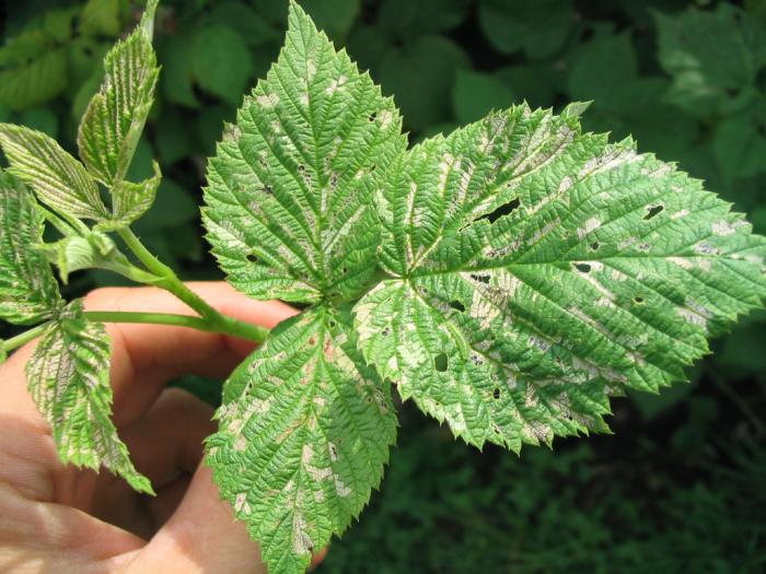 Schreckensteinia festaliella