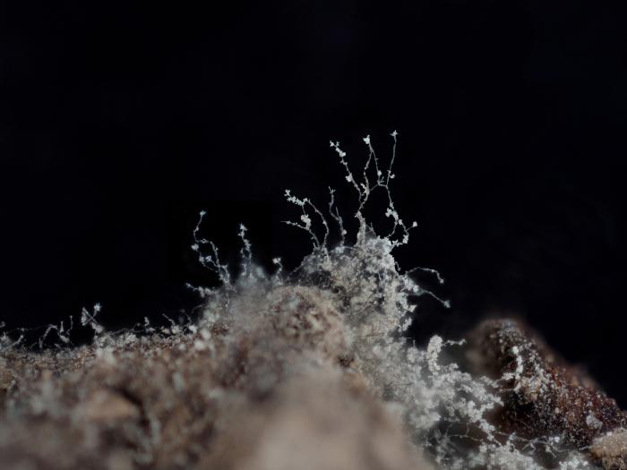 Botrytis_sp_5