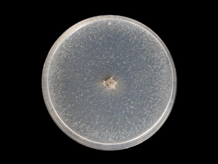 Botryosphaeria_dothidea_9