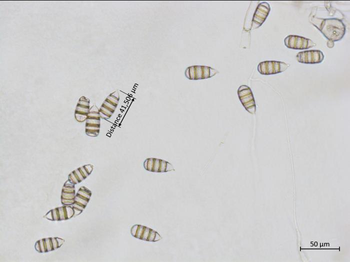 Cephaliophora_tropica_4