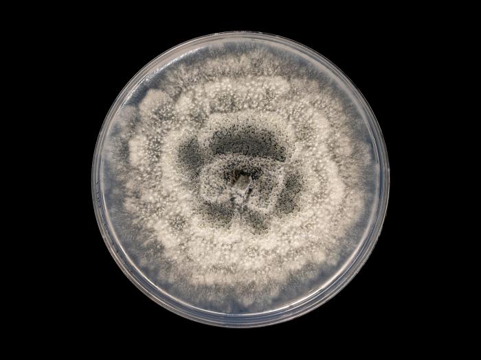 Coniella_diplodiella_6