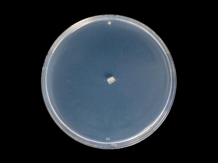 Coniella_diplodiella_9