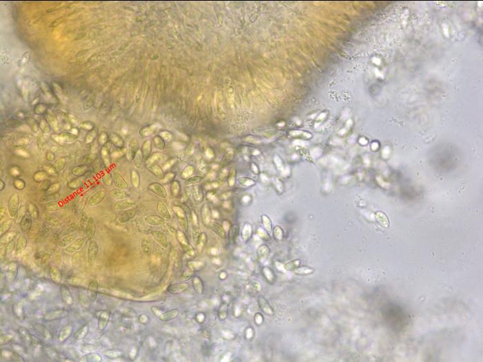 Coniella_vitis_1